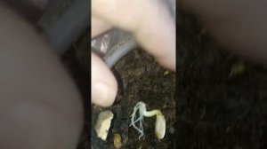 Тыква проращивание семян для посадки хитрым способом!