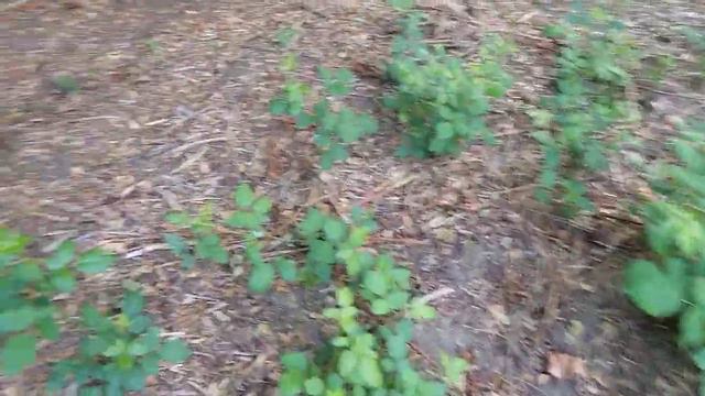 Что делать с ежевикой смотреть онлайн