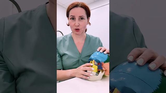 Техника на жевательные мышцы ?