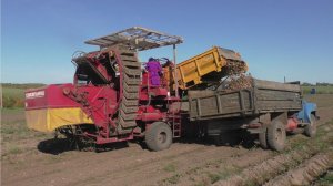 Уборка картофеля 2019