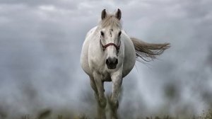 Horse Dream Meaning  - Interpretation & Symbolizm