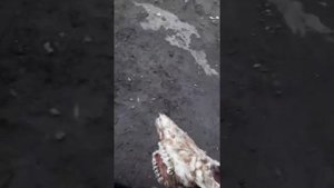 Череп коровы