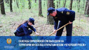 Саженцы европейской ели высадили на территории музея под открытым небом «Чечерский рубеж»