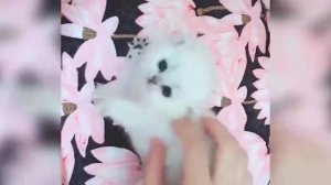 Милые котята и котики