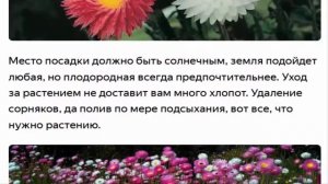 Гелиптерум Акроклинум