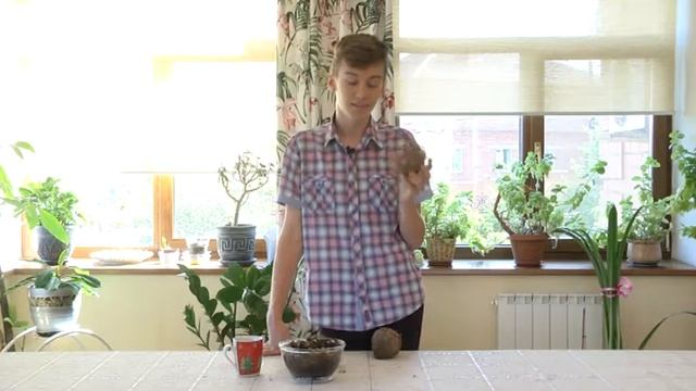 #флоранефауна:  селагинелла