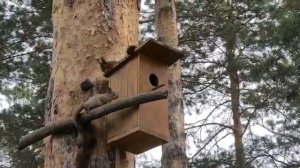 Белка с бельчатами!