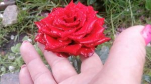 РОЗА ЛАВЛИ РЕД (Lovely Red) ч/г. 26 июня 2023 года. УКРАИНА. 🇺🇦