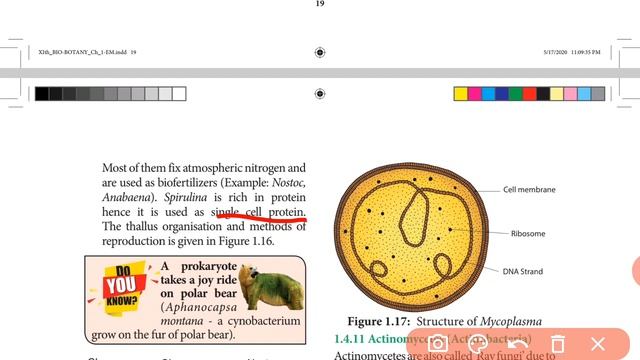 11 bio botany Archae bacteria.Eubacteria(CYANOBACTERIA);Mycoplasma,Actinomycetes.