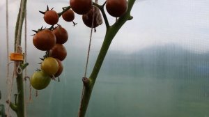 4 августа, Томат Арапчонок F1