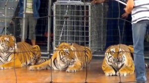 Тигры едва не съели дрессировщика
