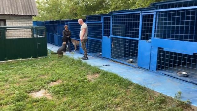 ВЫЦЕЛОВАЛ СЕБЕ ХОЗЯИНА! Счастливый поворот в судьбе потеряшки Гарика смотреть онлайн