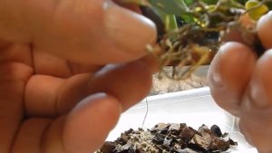 Палюдариум. Посадка орхидей.