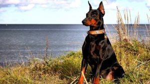 ДОБЕРМАН ВСЕ О ПОРОДЕ СОБАКИ