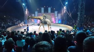 Жираф в цирке.