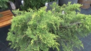 Можжевельник Пфитцериана Ауреа