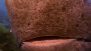 Гренландская акула