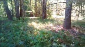 Бортевое пчеловодство.