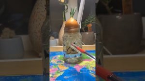 Как легко и просто вырастить лук в воде у себя дома