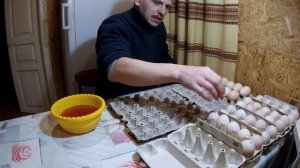 Закладка в инкубатор, инкубация индюков, разведение индюков в личном подсобном хозяйстве