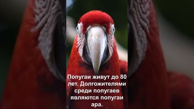 Попугаи живут до 80 лет