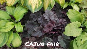 Окрас листьев осенью гейхера сорт Cajun fair