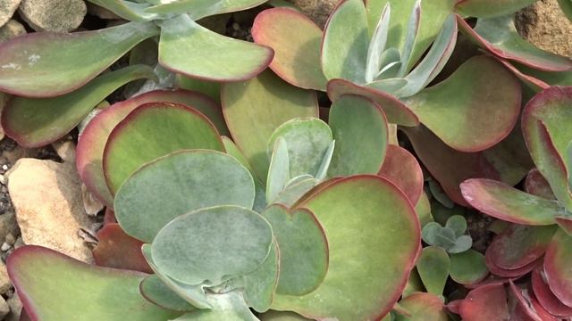 Kalanchoe luciae Raym.-Hammet смотреть онлайн