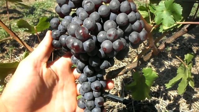 Виноград К-ш Красное пламя 2018 (Панченко) смотреть онлайн