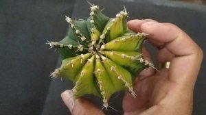 Gymnocalycium Cactus - Gymnocalycium LB Hybrid VARIEGATA