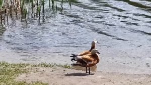 Русская народная песня - Шумел камыш