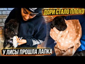 Дори Заболела Энтеритом Начались морозы. Лису вакцинируем. В конце опять треш♀️