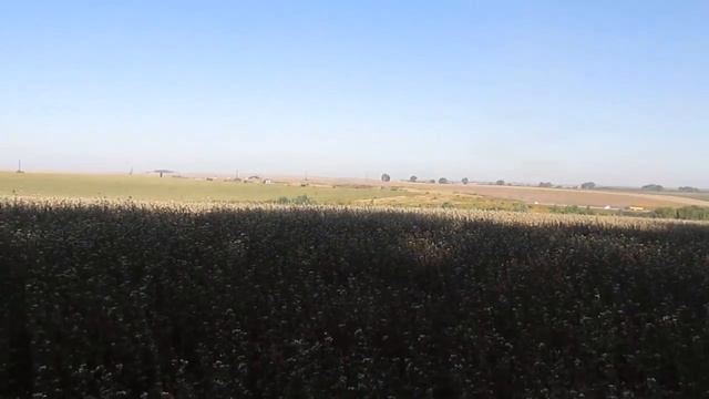 Гречка. Зеленая гречка. Как растет гречка