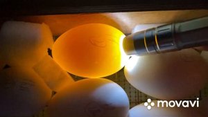 И такое тоже бывает в гусеводстве/ Процент оплода яиц гусей/ Ступенчатая инкубация