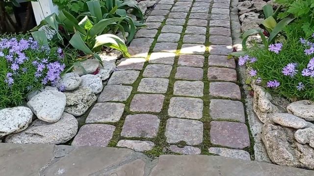 ФЛОКС ШИЛОВИДНЫЙ. Выращивание, уход, стрижка. смотреть онлайн