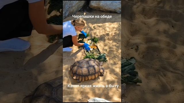 Начинается кормление черепах. Бегом  за вкуснятиной.