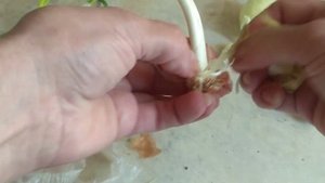 У вас пророс лук. Что делать? используйте без отходов