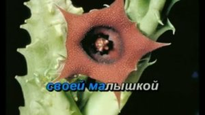 Блестящие   Чао Бамбина
