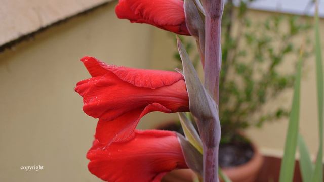 Gladiolo en Maceta 5 смотреть онлайн