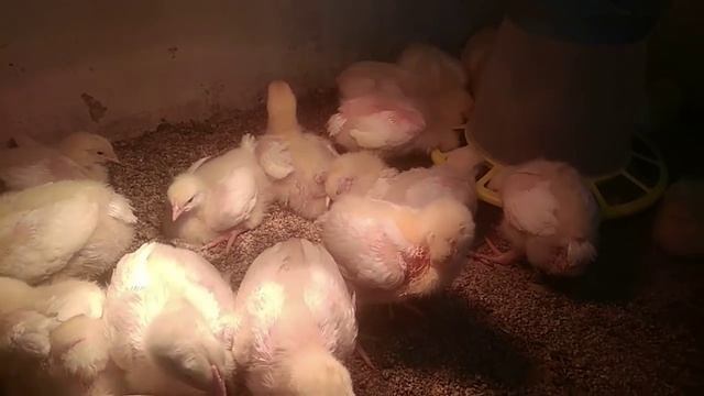 Почему дохнут бройлеры и как этого избежать... смотреть онлайн