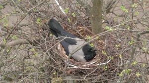 ворона в гнезде