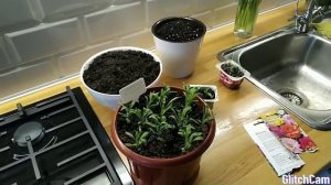 Сажаю на открытом балконе. Часть 4. Карликовая астра,портулак