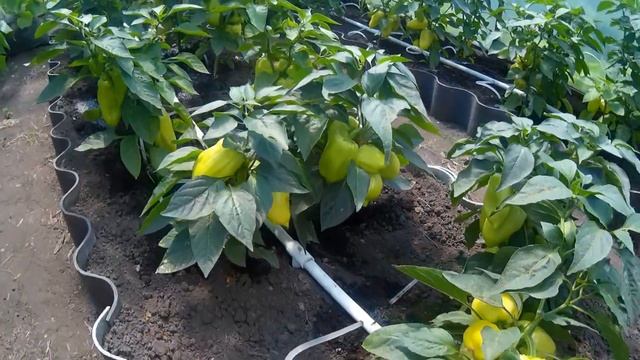 Автоматический полив в теплице своими руками смотреть онлайн