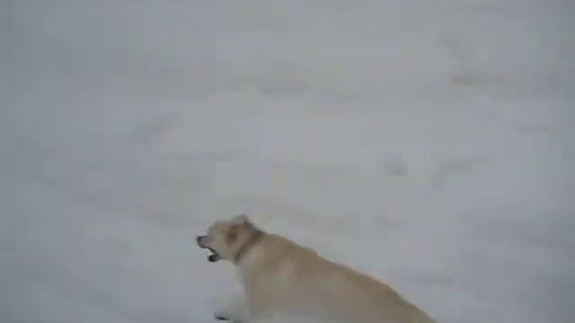 подача по памяти Лабрадор (9 месяцев) смотреть онлайн