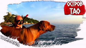 С собакой по островам Таиланда // Поныряли с собакой на новом месте Jurjuae beach острова Тао