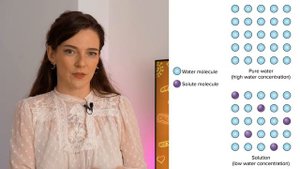 МЕМБРАННЫЙ ТРАНСПОРТ: Активный и Пассивный, Диффузия, Ионные Каналы, Белки-транспортеры || СТУДЕНТА