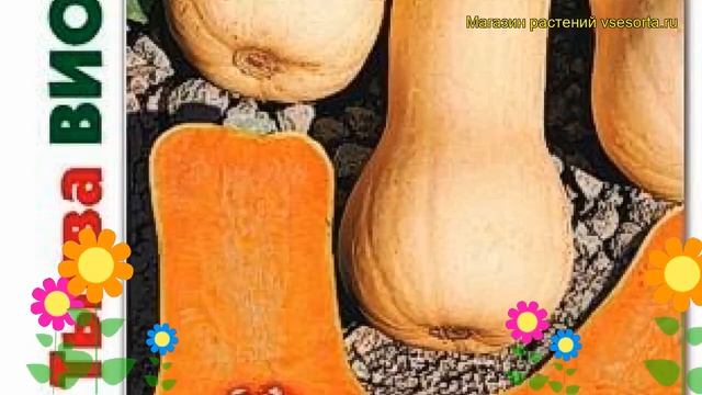 Тыква мускатная Виолончель. Краткий обзор, описание характеристик cucurbita pepo Violonchel смотреть онлайн