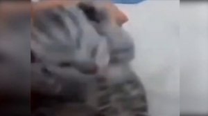 Котенок держится за голову и поет