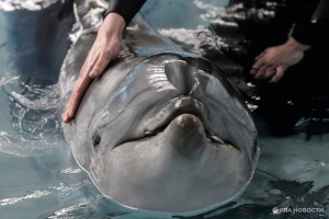 Сможет ли новый закон защитить животных в дельфинариях