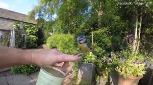 Ручная синица