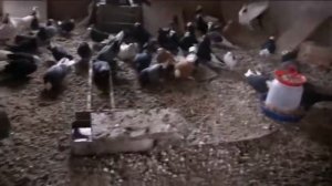 Голуби Ульяновска и Ульяновской области